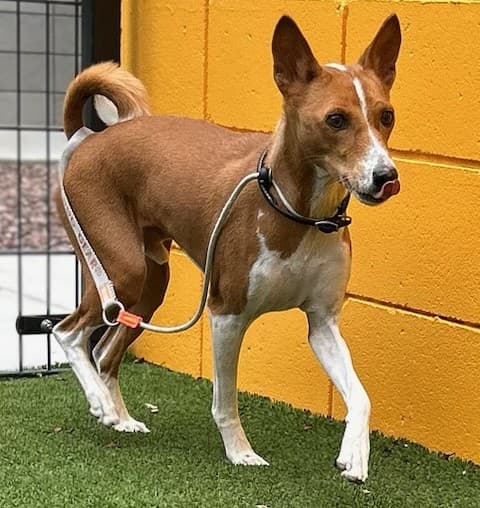 Ziggy, photographed at the East shelter
