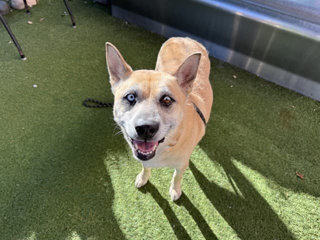 Juliette, a dog waiting at the West shelter
