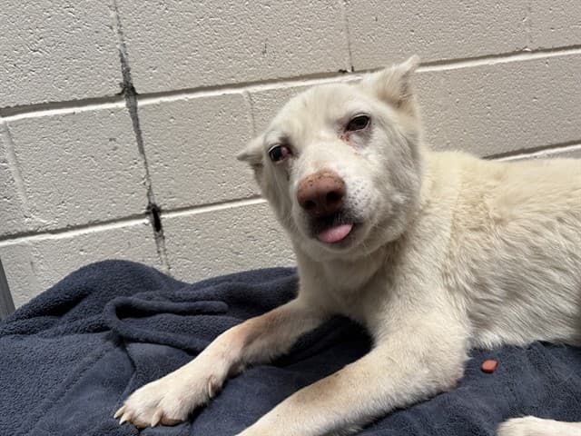 Mallow, photographed at the West shelter