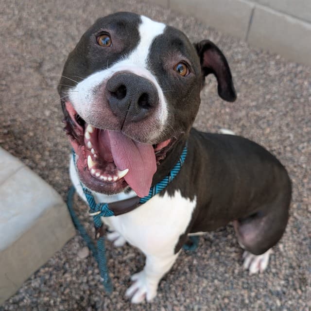 Eddie, a dog waiting at the East shelter