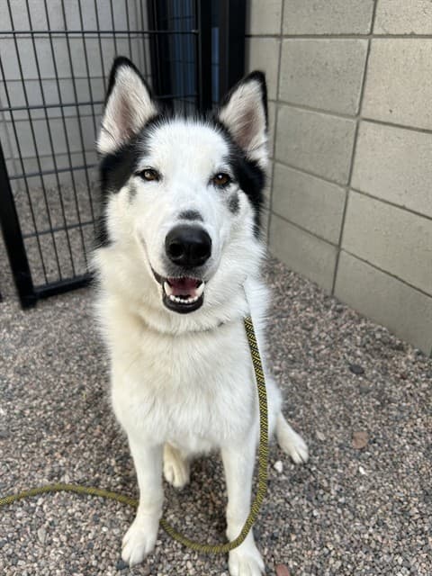 Enzo, photographed at the East shelter