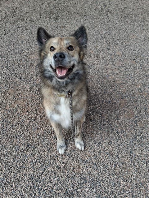 Atlas, photographed at the East shelter