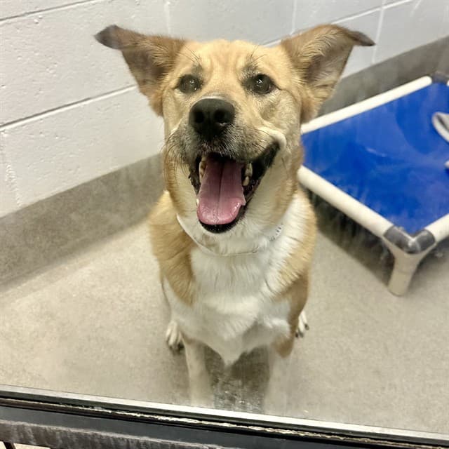 Rosa, photographed at the East shelter