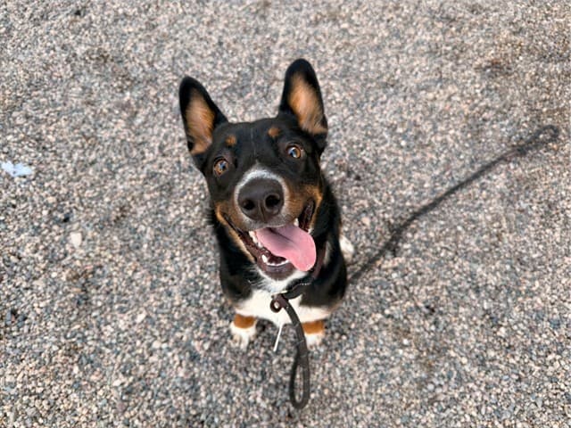 Ember, photographed at the East shelter
