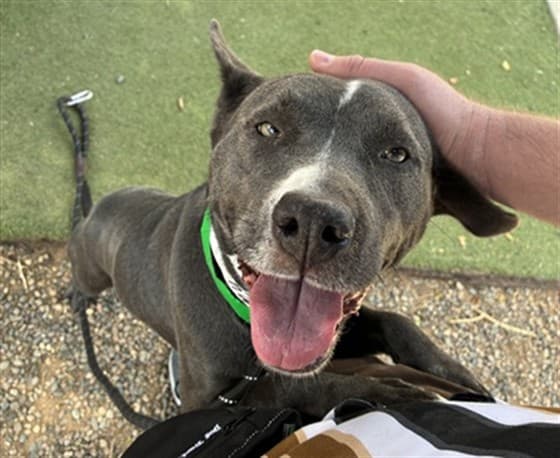 Babs, photographed at the East shelter