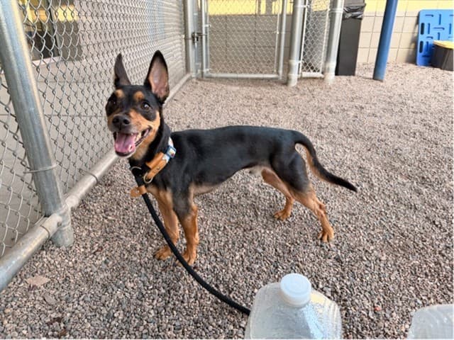 Rocket, a dog waiting at the East shelter