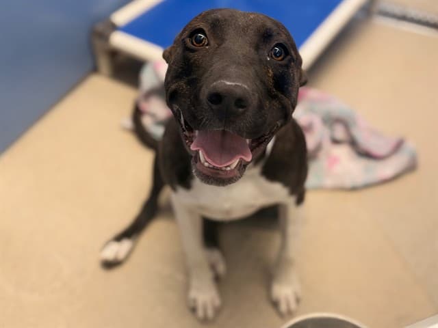 Strawberry, a dog waiting at the East shelter