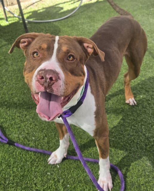 Tesla, photographed at the West shelter