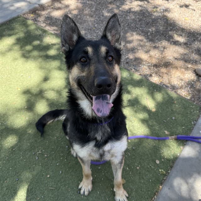 Cruisin, a dog waiting at the West shelter