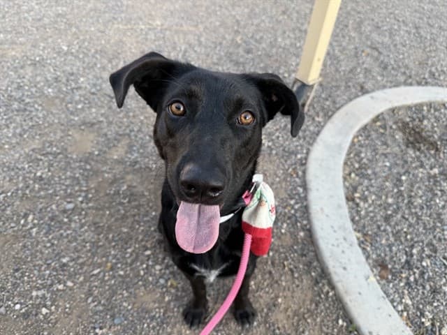 Nova, photographed at the West shelter
