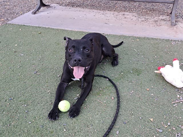 Scrappy, photographed at the West shelter