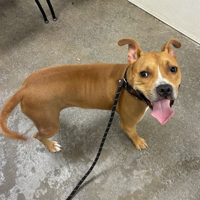 Sparrow, a dog waiting at the West shelter