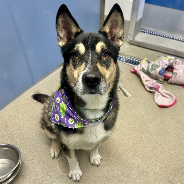 Baxter, a dog waiting at the East shelter