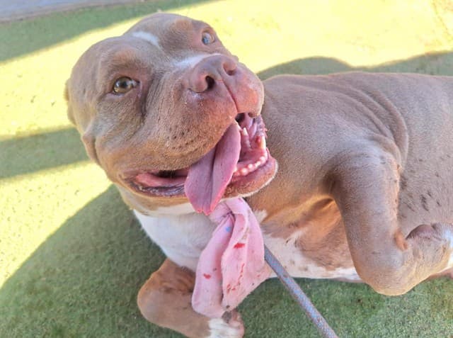 Honey Bun, a dog waiting at the West shelter