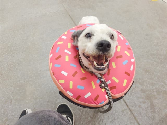 Einstein, a dog waiting at the West shelter