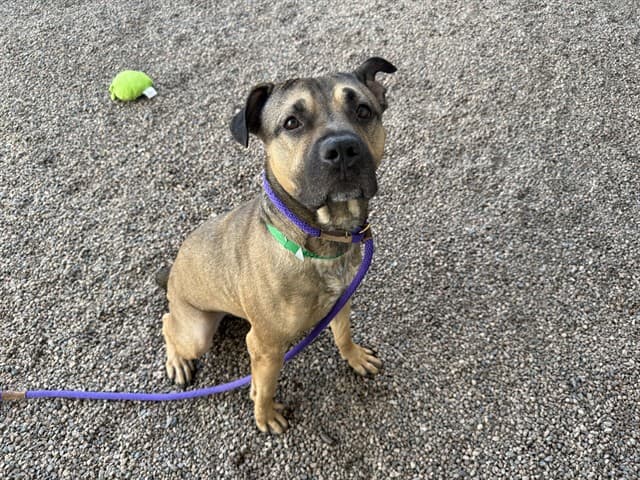 Julio, a dog waiting at the East shelter