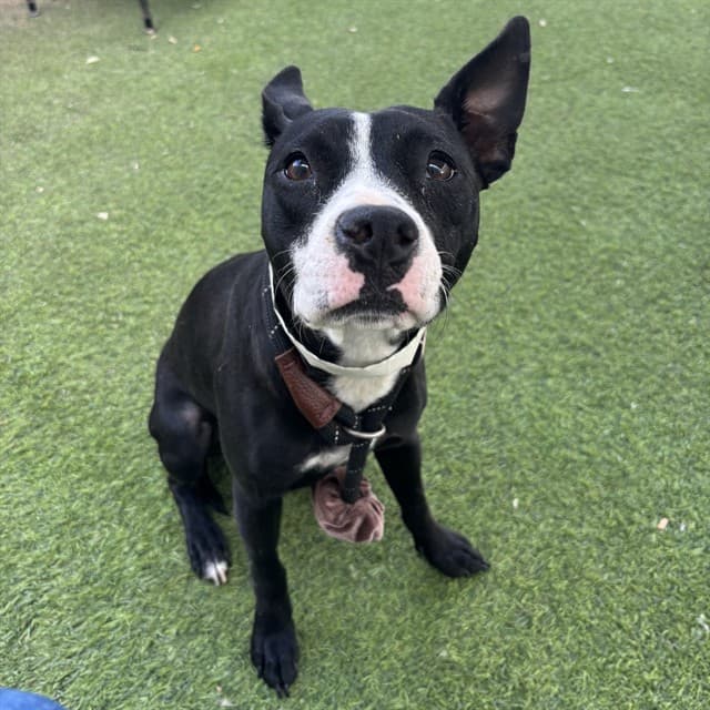 Mimosa, a dog waiting at the West shelter