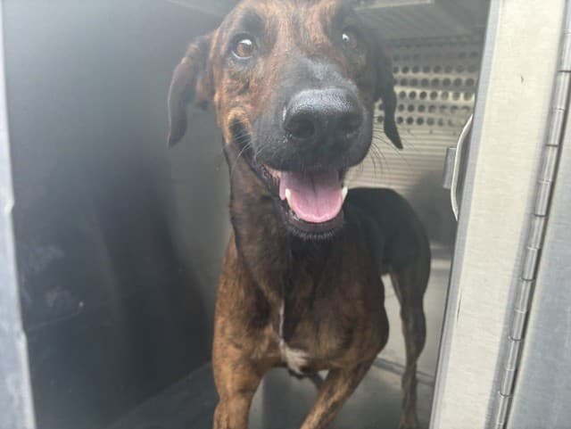 Rex, a dog waiting at the East shelter