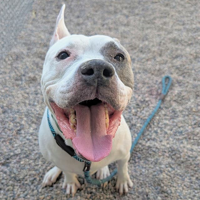 Suki, photographed at the East shelter