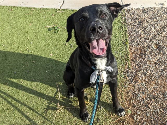 Durian, a dog waiting at the West shelter