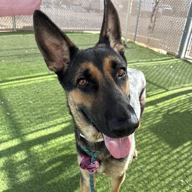 Eclair, photographed at the West shelter
