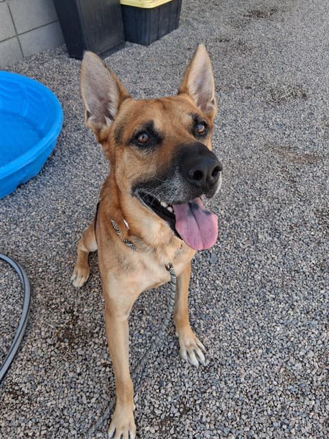 Remmi, photographed at the East shelter