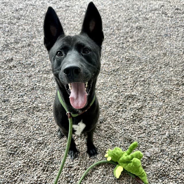Messiah, photographed at the East shelter