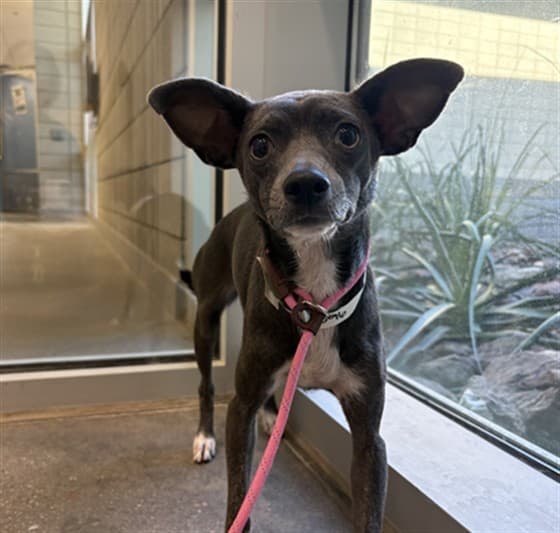 Dandy, a dog waiting at the East shelter