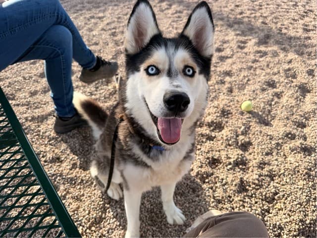 Odyssey, a dog waiting at the East shelter