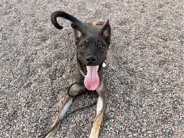 Amadeus, a dog waiting at the East shelter
