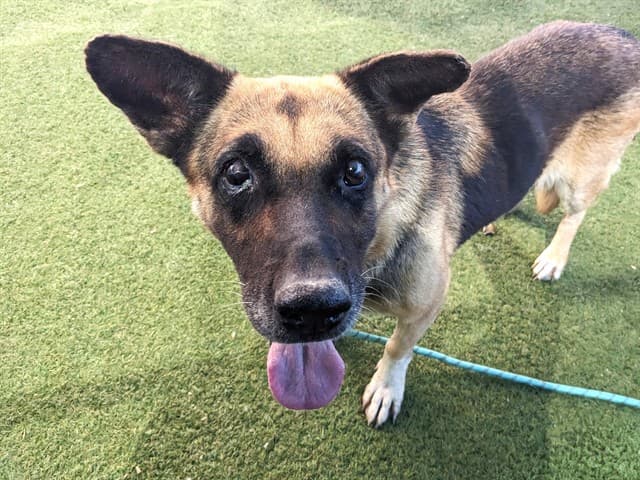 Miriam, a dog waiting at the West shelter