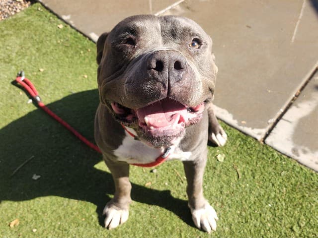 Orson, a dog waiting at the West shelter
