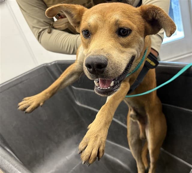 Cruz, photographed at the East shelter