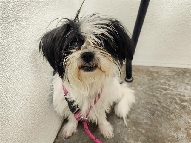 Maddie, photographed at the West shelter
