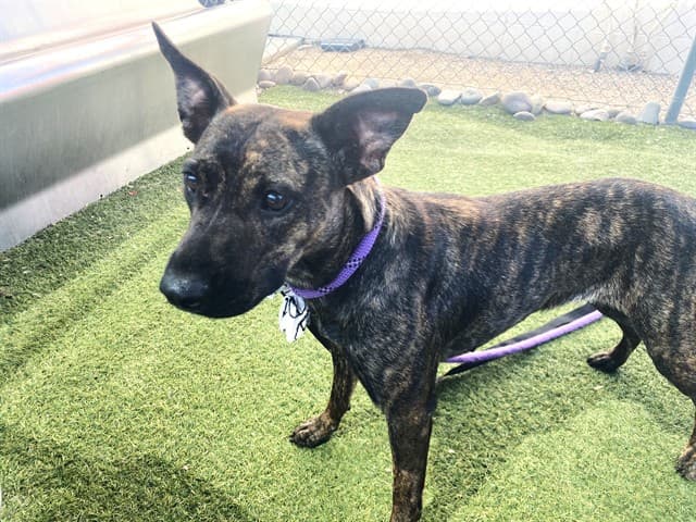 Ms Silly, a dog waiting at the West shelter
