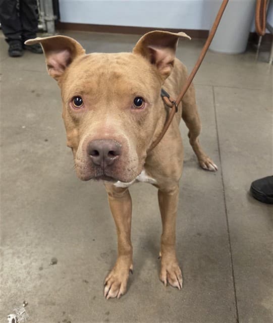 Brainiac, photographed at the West shelter
