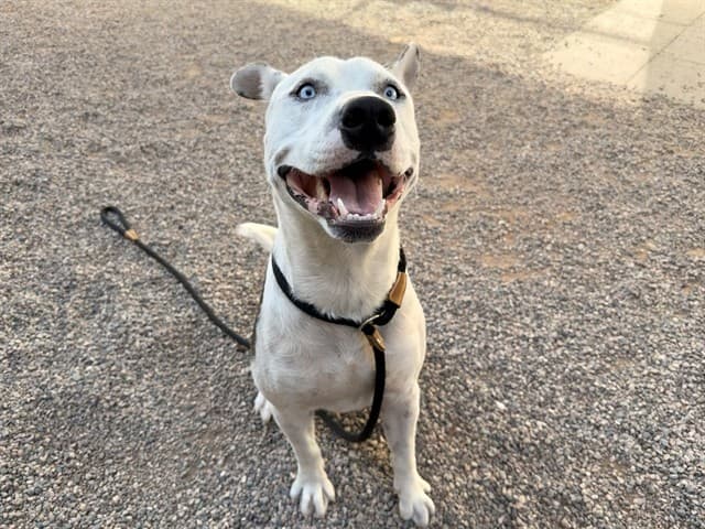 Tolliver, a dog waiting at the East shelter