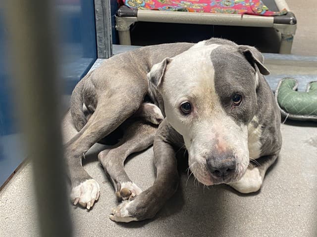 Seven, a dog waiting at the West shelter