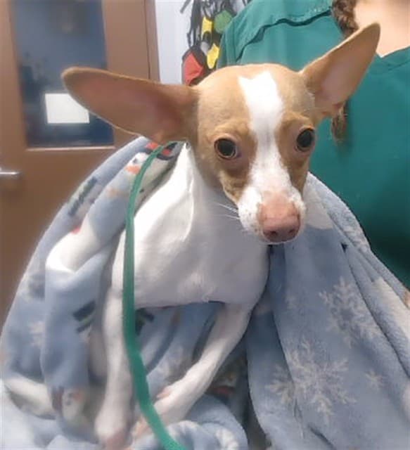 Kiwi, a dog waiting at the West shelter