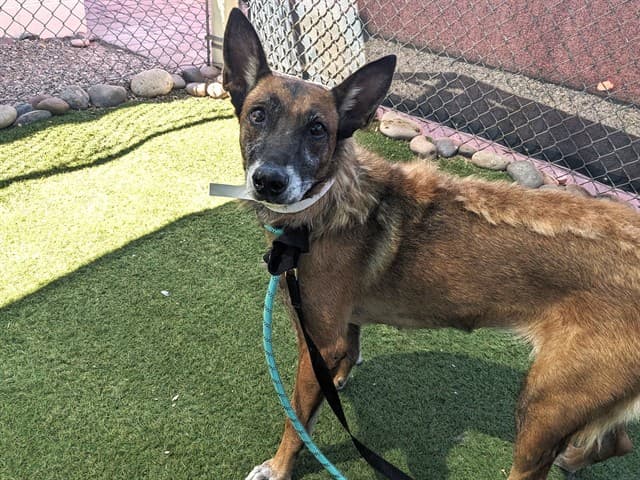 Becky, a dog waiting at the West shelter