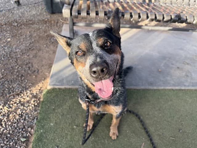 Sinclair, a dog waiting at the West shelter