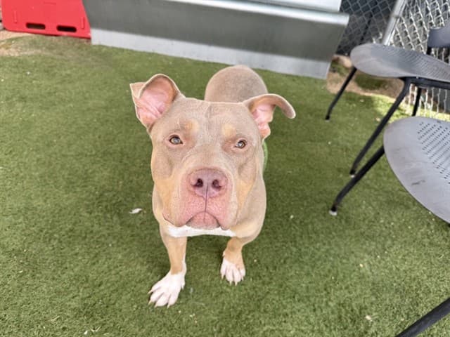 Castor, a dog waiting at the West shelter