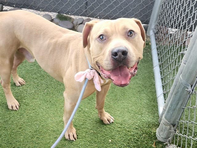 Duse, a dog waiting at the West shelter