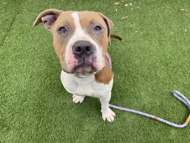 Elliot, a dog waiting at the West shelter