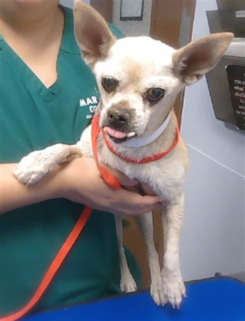 Papa, a dog waiting at the West shelter