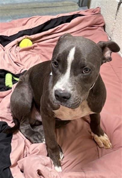 Troublez, a dog waiting at the West shelter