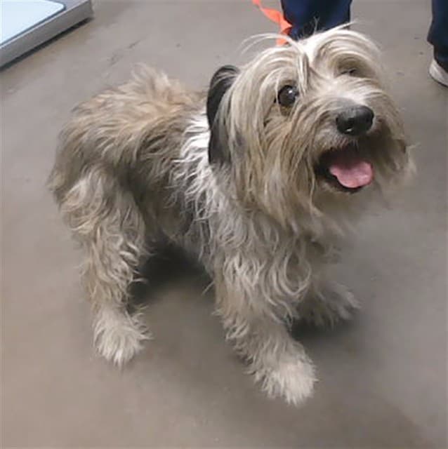 Dog A5170784, a dog waiting at the West shelter