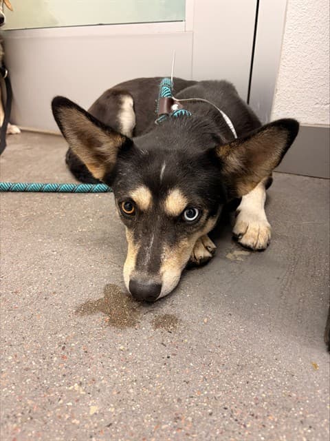 Bruce, photographed at the East shelter
