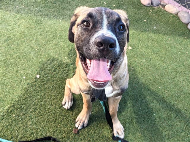 Nemo, a dog waiting at the West shelter