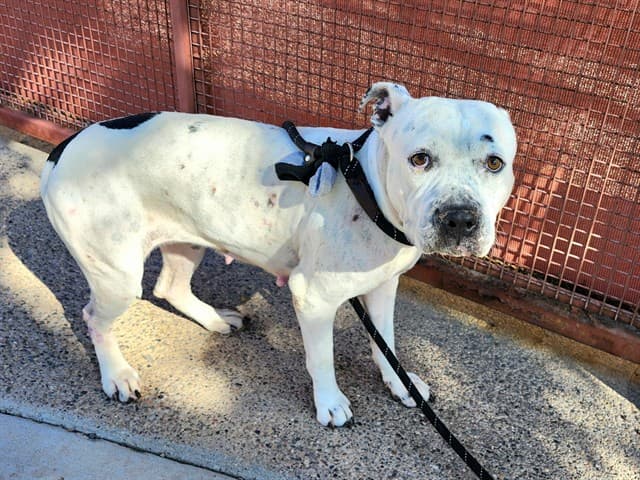 Snow White, photographed at the West shelter